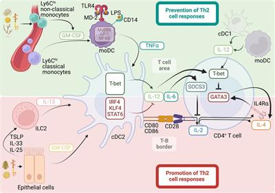 Understanding the development of Th2 cell-driven allergic airway disease in early life